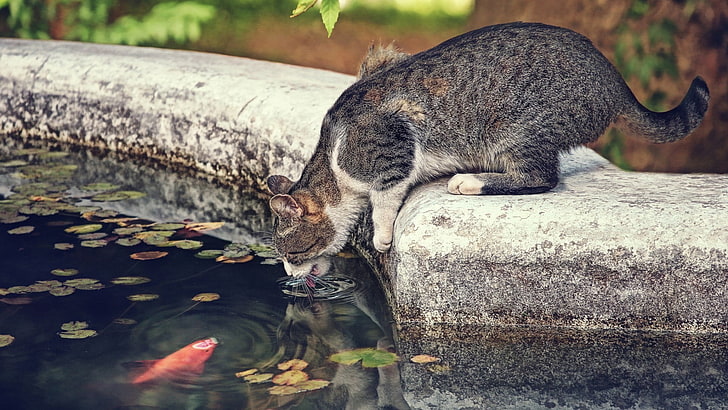 short-coated gray cat, animals, pet, water, drink, fish, trees, HD wallpaper