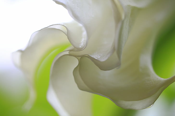 white Moonflower macro photography, datura arborea, datura arborea, HD wallpaper