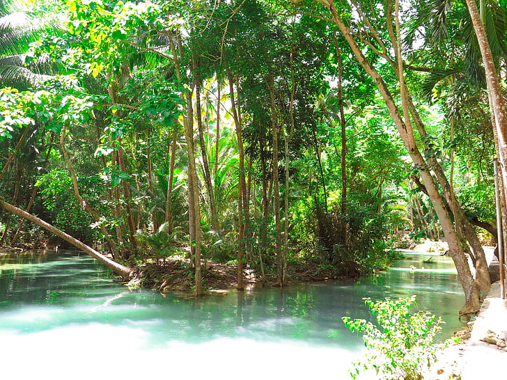 forest, Philippines, river, jungle, leaves, trees, nature, plant