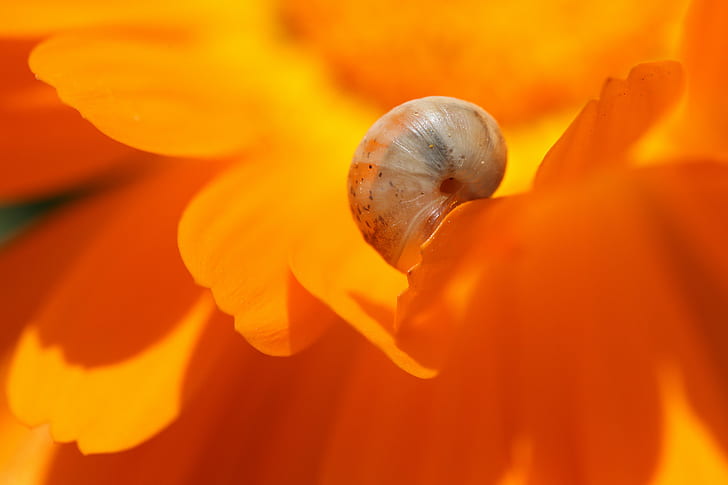 snail on orange petal flower macro photography, marigold, marigold