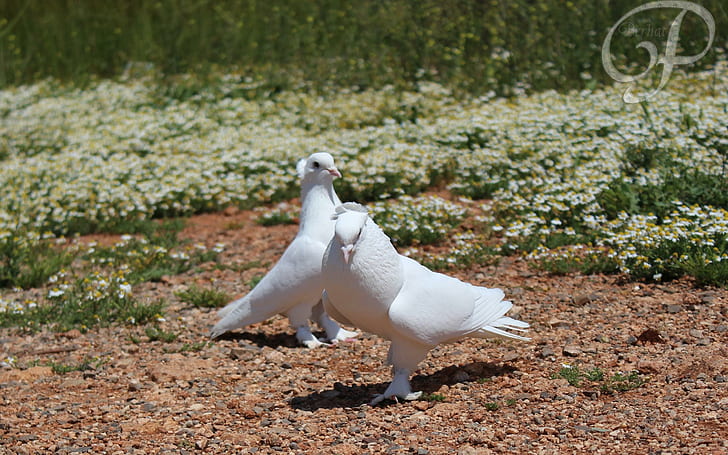 *** White pigeons ***, birds, animals, HD wallpaper