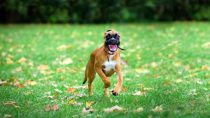 fawn boxer dog, dogs, grass, run, jump, one animal, canine, animal themes