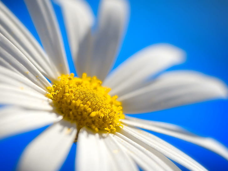 Daisy Closeup, white-and-yellow flower, heart, leaves, 3d and abstract