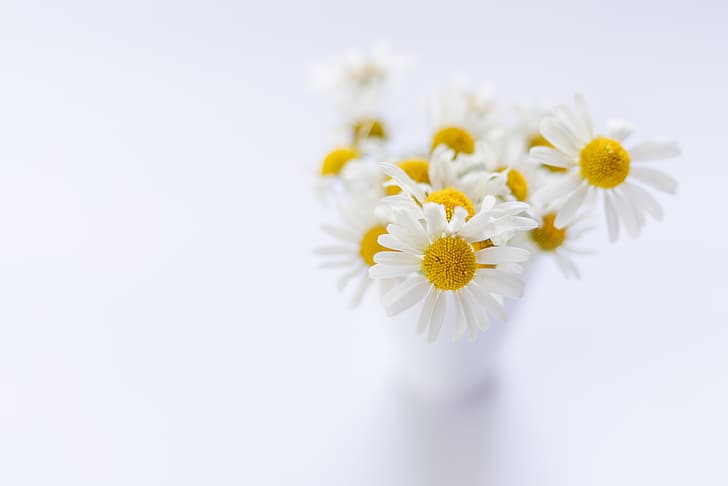 HD wallpaper: white, minimalism, flowers, plants | Wallpaper Flare
