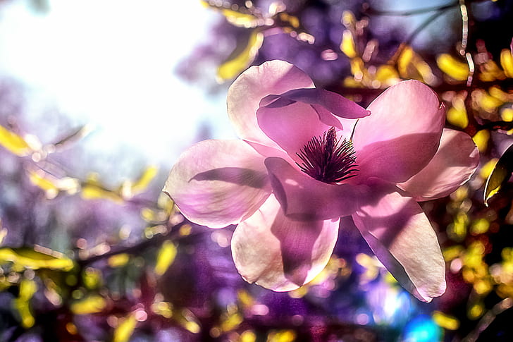 purple Magnolia flower close-up photography, Hide-and-seek, pink