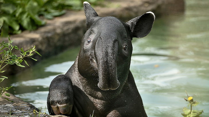 animals, malayan tapir