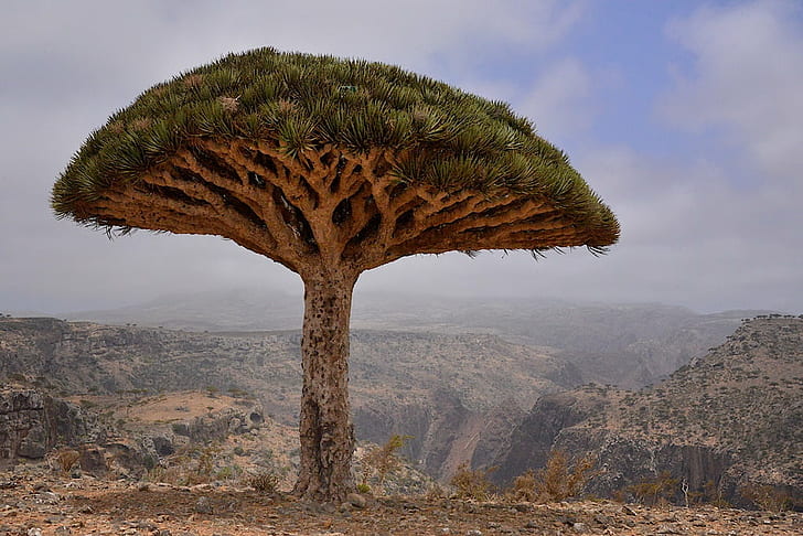 brown and green tree, Dragon's Blood Tree, Socotra Island, yemen, HD wallpaper