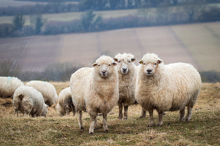 field, background, sheep, trio, the herd, lambs, livestock