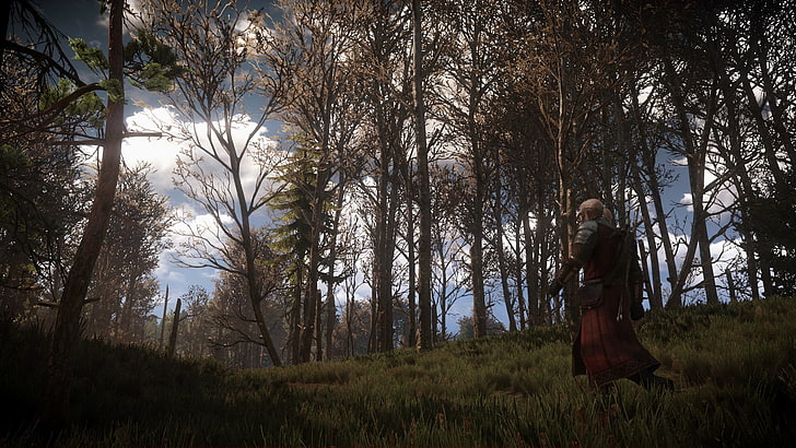 green leafed trees, The Witcher 3: Wild Hunt, video games, plant, HD wallpaper