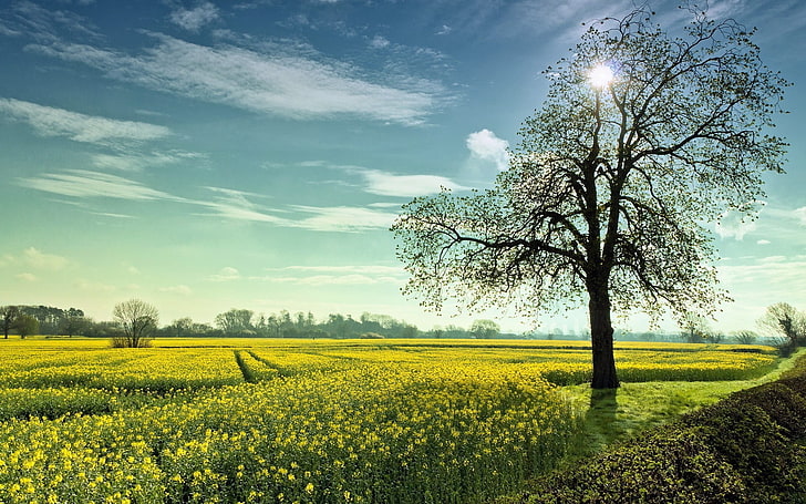 landscape, summer, field, trees, nature, plant, beauty in nature