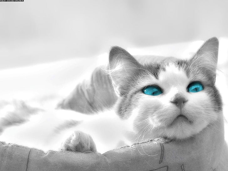 Russian blue kitten, animals, cat, domestic, pets, domestic animals, HD wallpaper