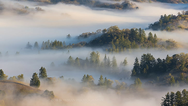 Sonoma County, California, tree, plant, tranquil scene, fog, tranquility, HD wallpaper