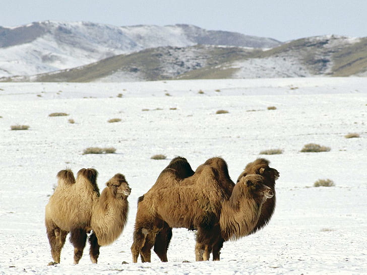 Camels, mongolia, animal, animals, HD wallpaper