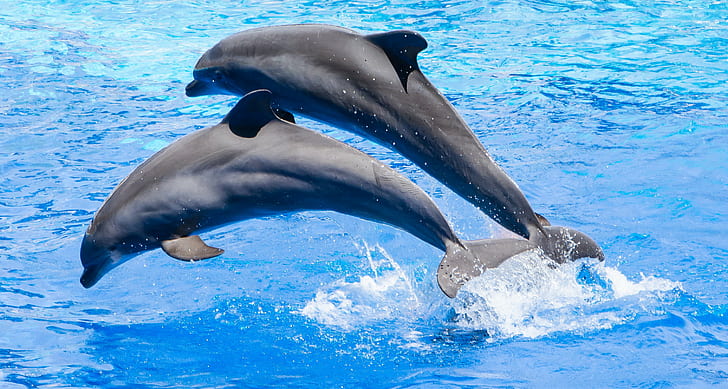 two grey dolphin jumping on water, Marineland Antibes, dauphins, HD wallpaper