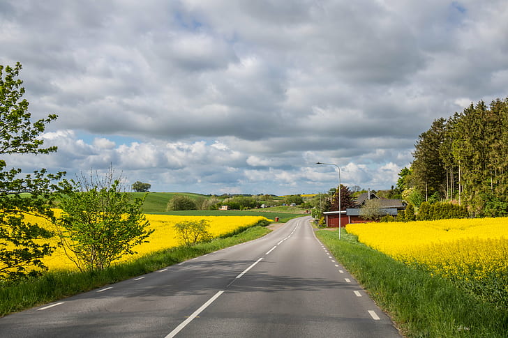 yellow fields between roads with gray clouds photography, Countryside