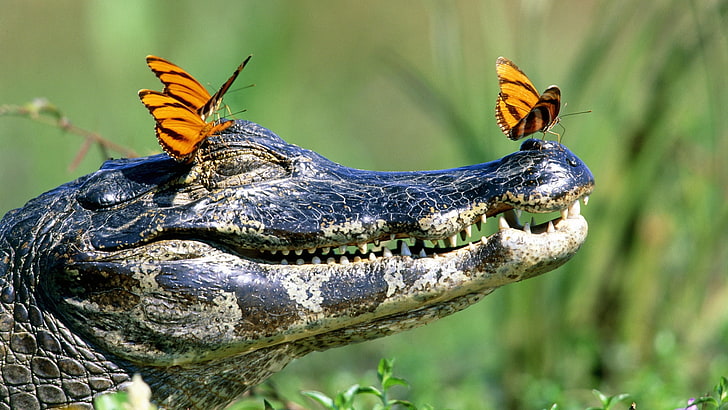 black and brown crocodile head, butterfly, face, reptile, alligator, HD wallpaper