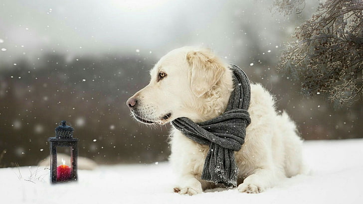 dog, dog breed, snow, snowfall, retriever, snout, snowing, winter, HD wallpaper