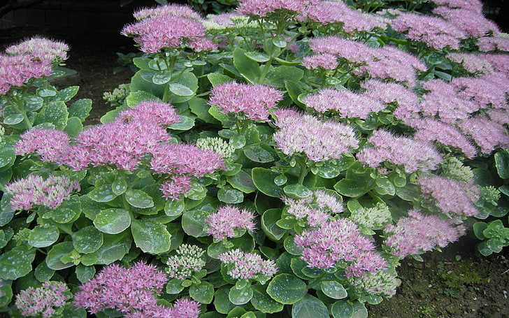 Sedum Spectabile ‘brillant’ Stonecrop Light Pink Flowers That Hold On Strong Stems With Fleshy Pale Green Leaves Colors August September And October 3840×2400, HD wallpaper