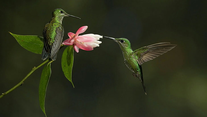 birds, hummingbird, fauna, flora, beak, wildlife, pollinator, HD wallpaper