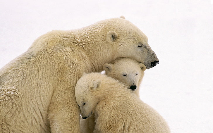 three polar bears, snow, animals, nature, baby animals, family, HD wallpaper