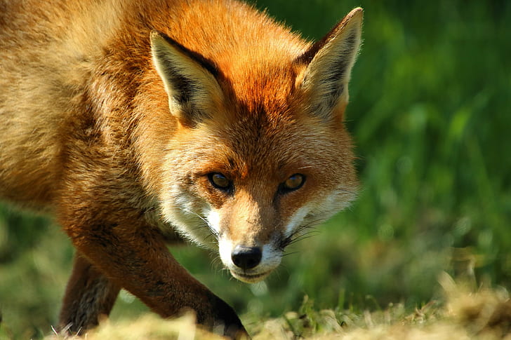 photo of red fox, fox, Fox  photo, British Wildlife Centre, headshots, HD wallpaper