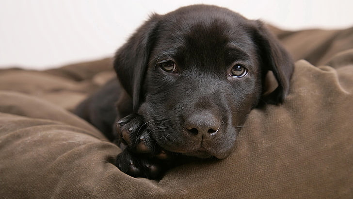 short-coated black dog, puppies, Labrador Retriever, animals, HD wallpaper