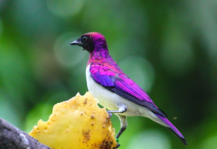 selected focus photography of purple bird at daytime, Violet-backed Starling