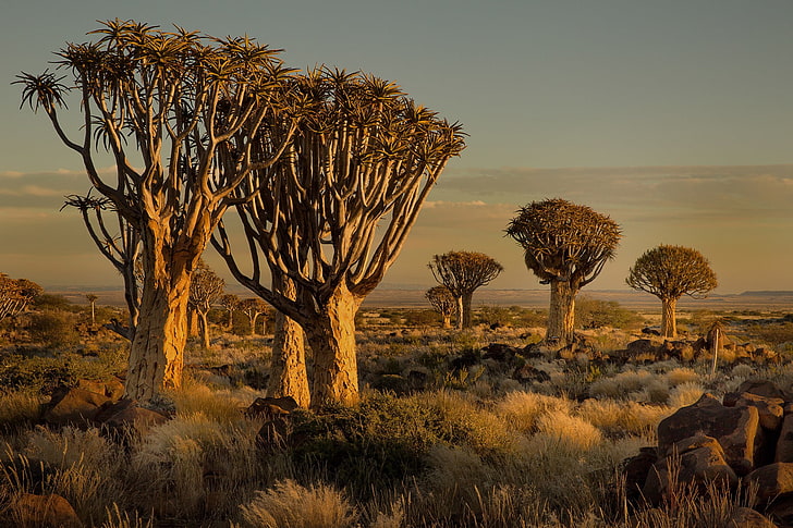 Namibia, Africa, nature, landscape, trees, savannah, shrubs, HD wallpaper
