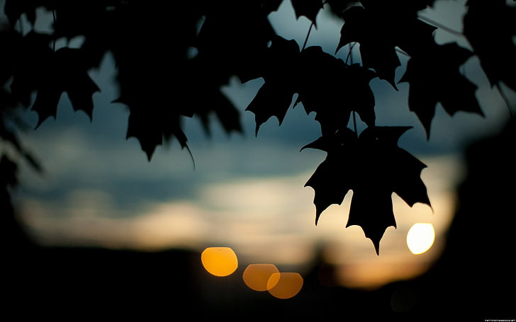 maple leaf, silhouette of maple leaf, photography, leaves, bokeh