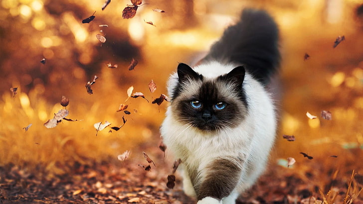 cat, autumn, birman, leaves, walk, kitten, mammal, one animal, HD wallpaper