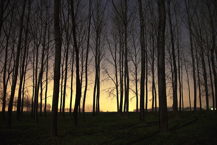 brown bare trees, landscape, sunset, forest, dead trees, tranquility, HD wallpaper