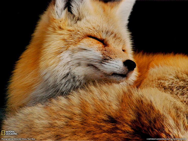 brown and white animal, animals, fox, National Geographic, mammal