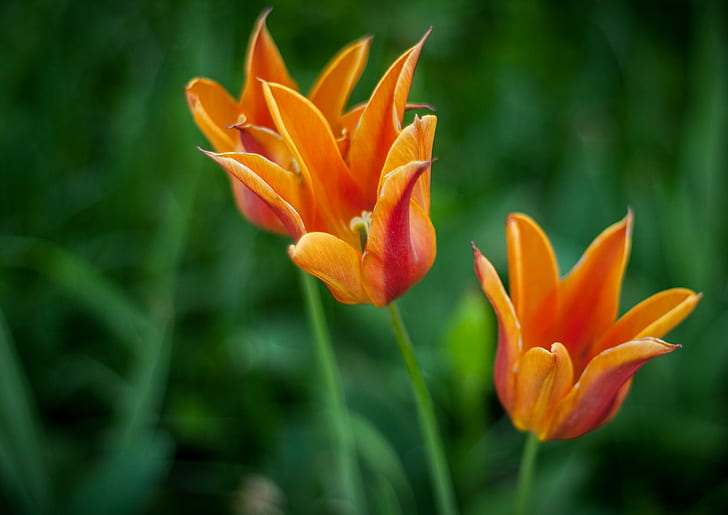 orange petaled flowers, nature, tulip, plant, springtime, yellow