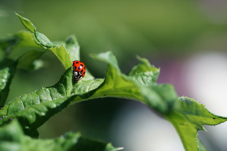 Ladybug on leaf macro shot photography, ladybug, Red Dot, Green World, HD wallpaper