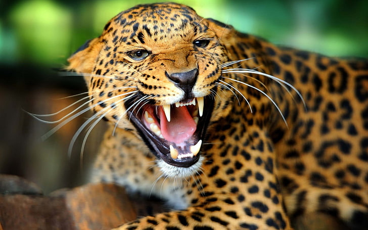 leopard, leopard (animal), animals, big cats, feline, animal themes, HD wallpaper