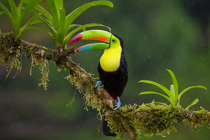 keel-billed toucan bird, rain, branch, jungle, Iridescent Toucan