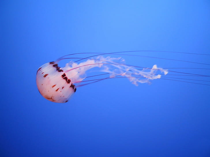 white and black jellyfish, Monterey  Aquarium, blue, underwater