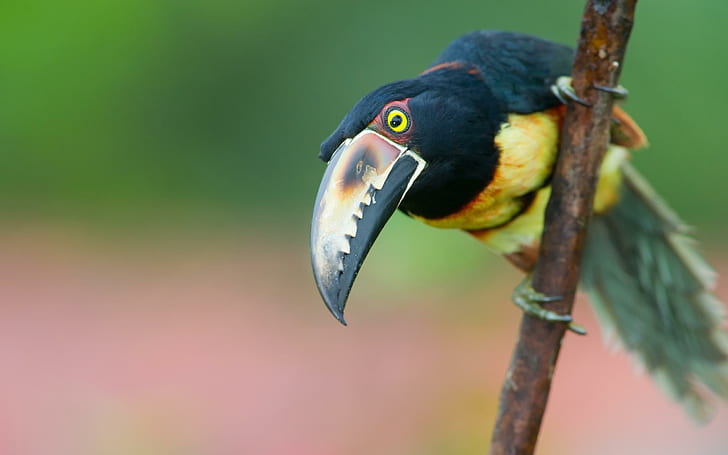 Colorfull Toucan, black and yellow toucan, branch, tropical, bird, HD wallpaper