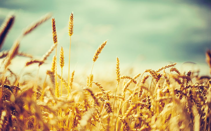 bunch of wheat, nature, photography, crops, plants, growth, beauty in nature, HD wallpaper
