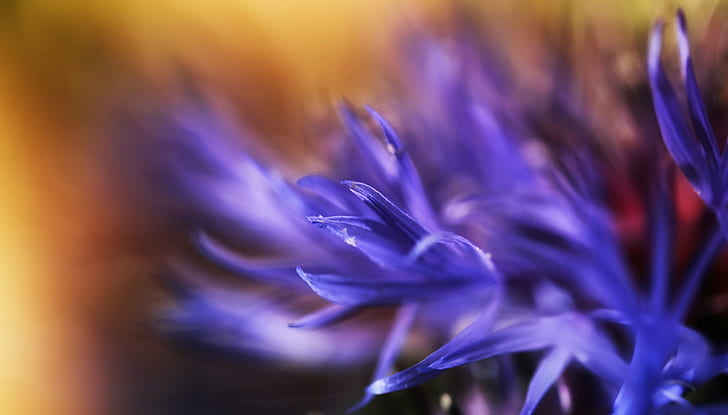 selective focus photography of purple flower, bokeh, nature, close-up, HD wallpaper