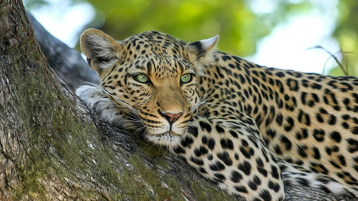 leopard, big cats, Africa, Botswana, animals, feline, animal themes, HD wallpaper