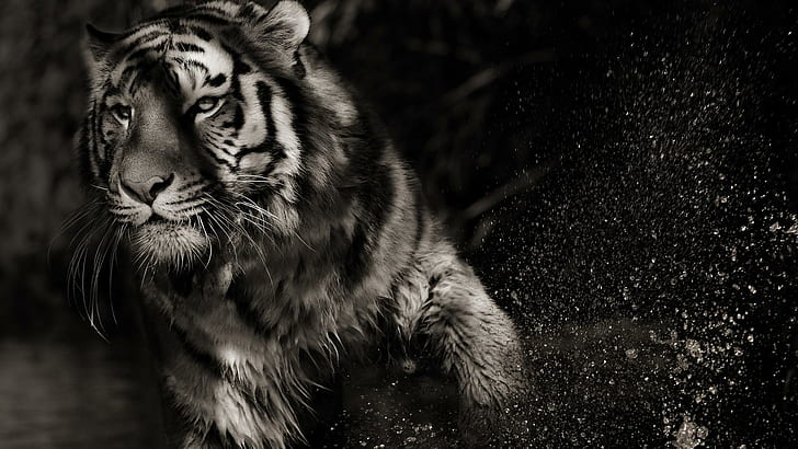 Shadow Tiger, cubs, big cats, nature, wildlife, abstract, lions, HD wallpaper