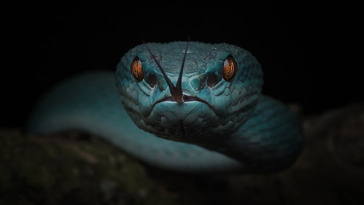 reptile, blue snake, macro photography, serpent, darkness, close up, HD wallpaper
