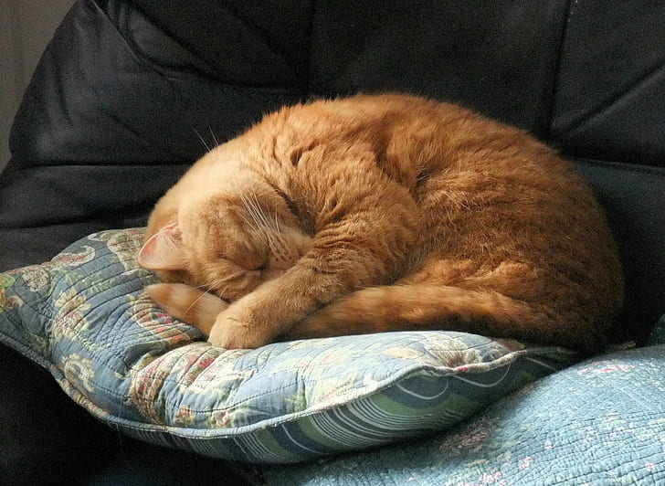 orange tabby cat, domestic Cat, pets, animal, cute, sleeping