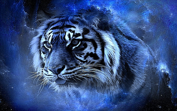 HD wallpaper: tiger beauty awesome blue