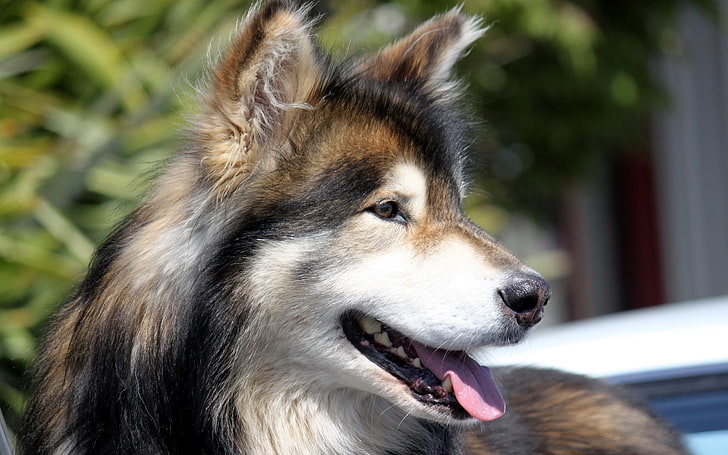 adult black, tan, and white Siberian husky, dog, face, furry, HD wallpaper