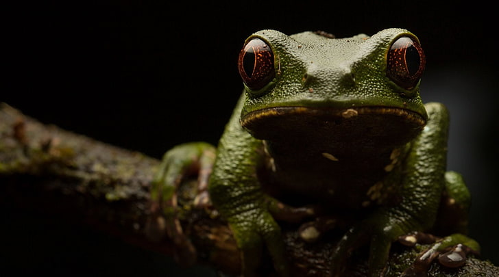 Frogs, Red Eyed Tree Frog, Amphibian, Macro, Stare, Wildlife