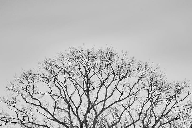 bare tree under grey sky during daytimne, jupiter-8, f2, black  white, HD wallpaper
