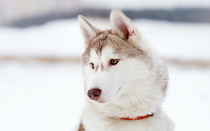 animals, Siberian Husky, dog