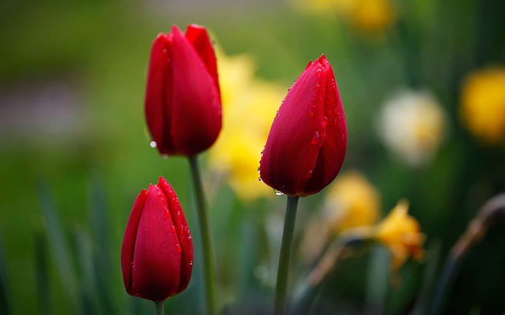 Red tulips, flower bud, water drops, red tulips, HD wallpaper
